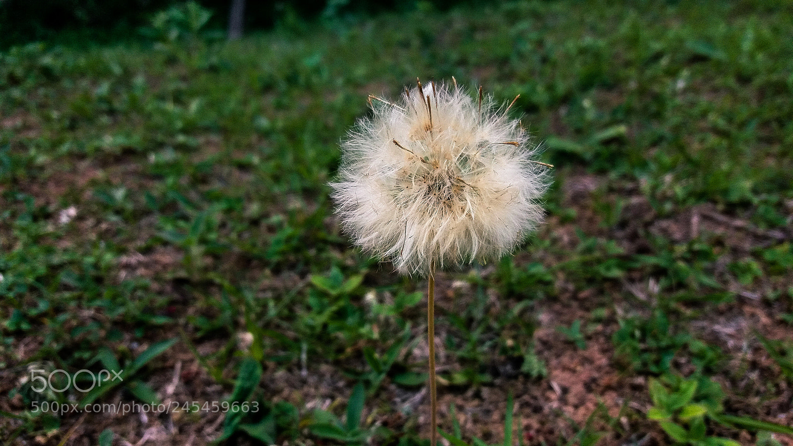 Samsung Galaxy J5 sample photo. Dandelion photography