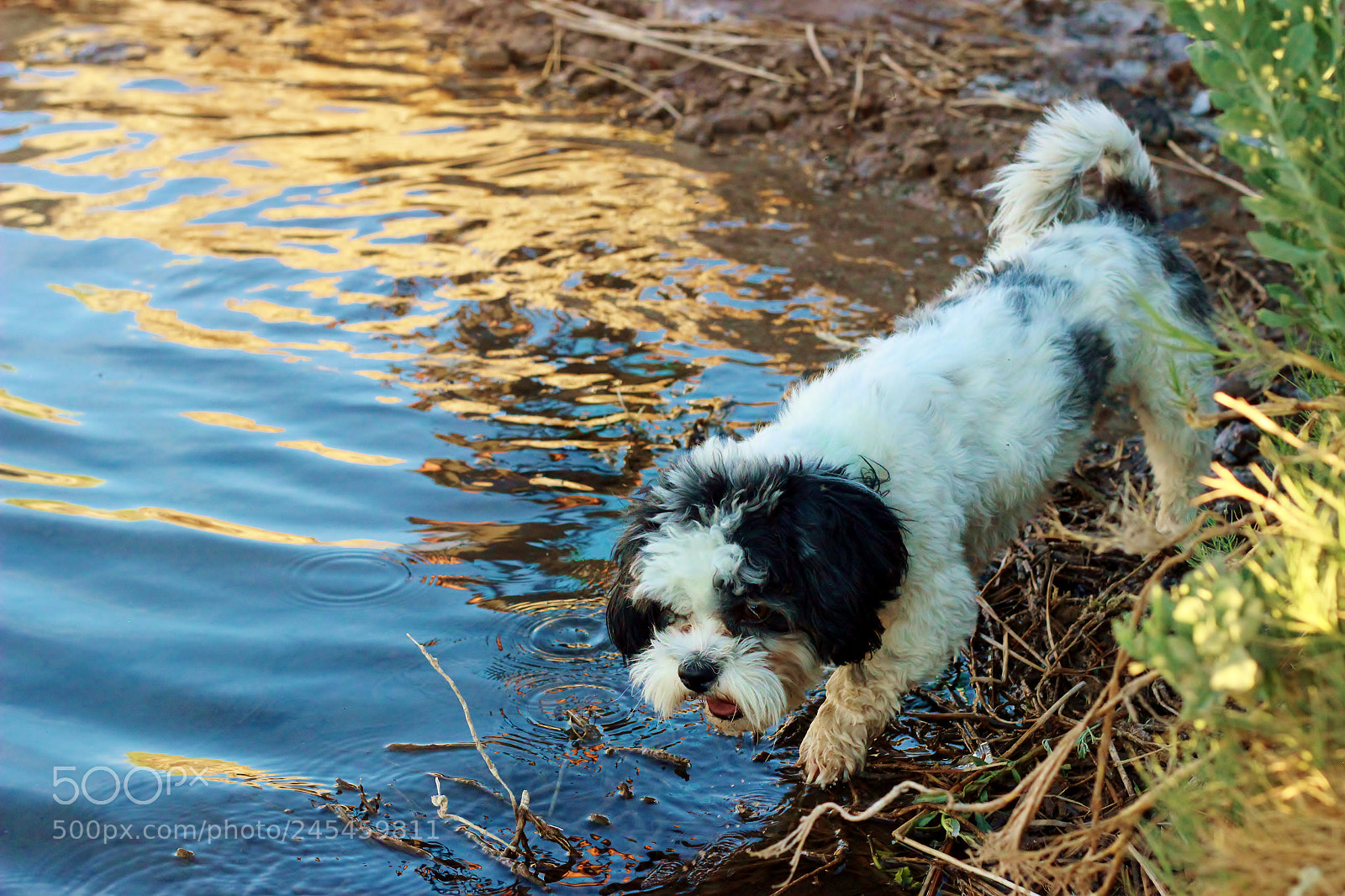 Canon EOS 600D (Rebel EOS T3i / EOS Kiss X5) sample photo. Toby photography
