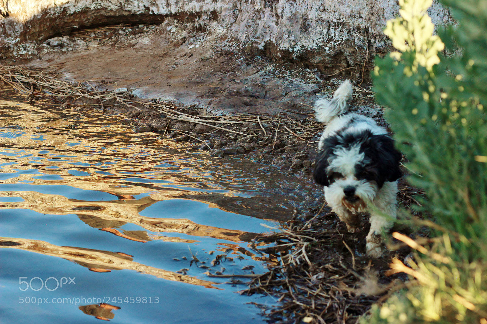 Canon EOS 600D (Rebel EOS T3i / EOS Kiss X5) sample photo. Toby photography