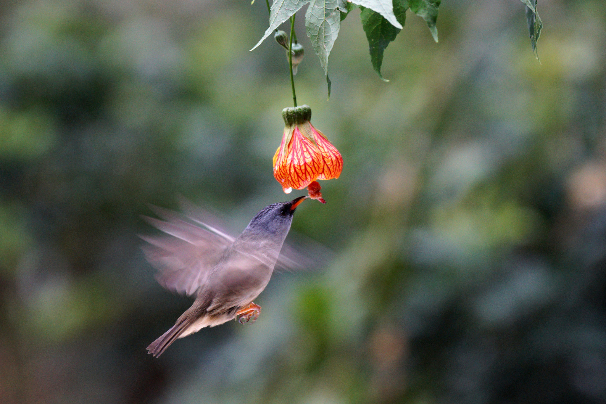 Sony 70-400mm F4-5.6 G SSM II sample photo. Flying photography