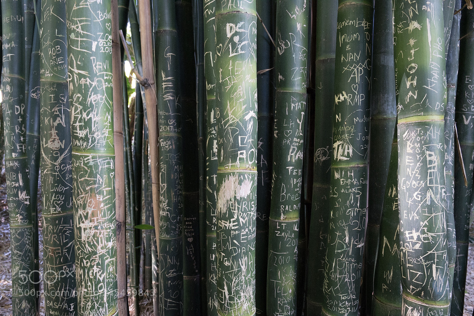 Sony a7R II sample photo. Message in a bamboo photography