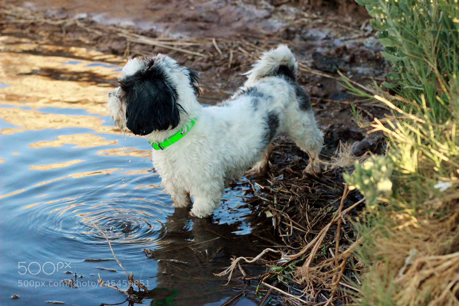 Canon EOS 600D (Rebel EOS T3i / EOS Kiss X5) sample photo. Toby photography