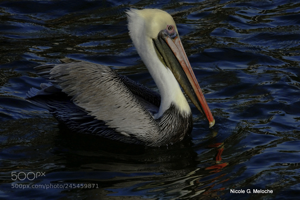 Sony Cyber-shot DSC-RX10 III sample photo. Pelican - pélican photography
