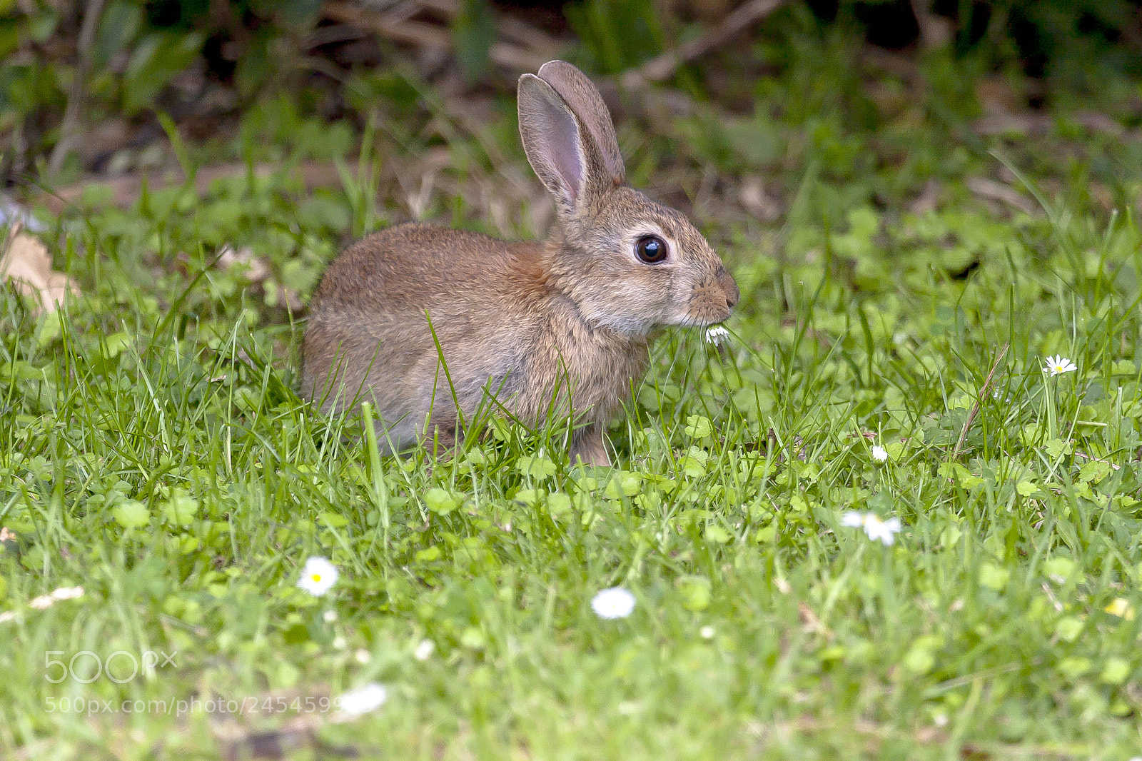 Canon EOS 40D sample photo. Wild rabbit photography