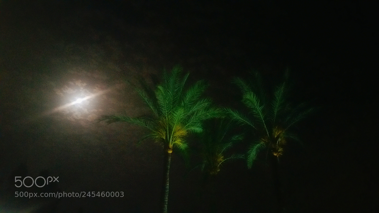 Samsung Galaxy Note4 sample photo. Palmtree photography