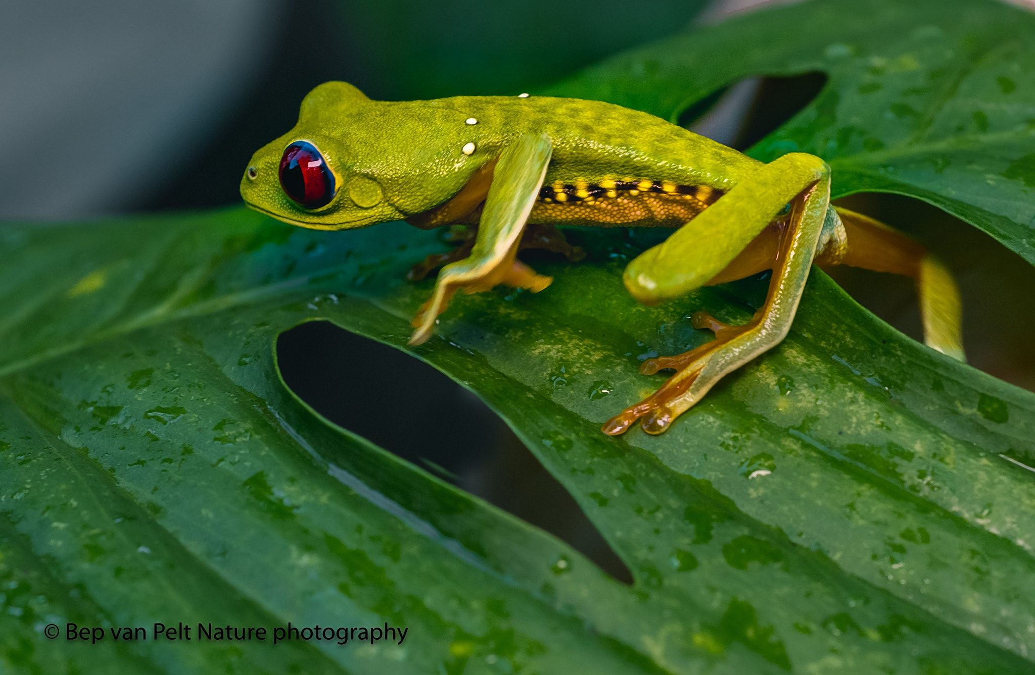 Nikon D500 + Sigma 50mm F2.8 EX DG Macro sample photo. Red eyed treefrog red eyed leaf frog photography