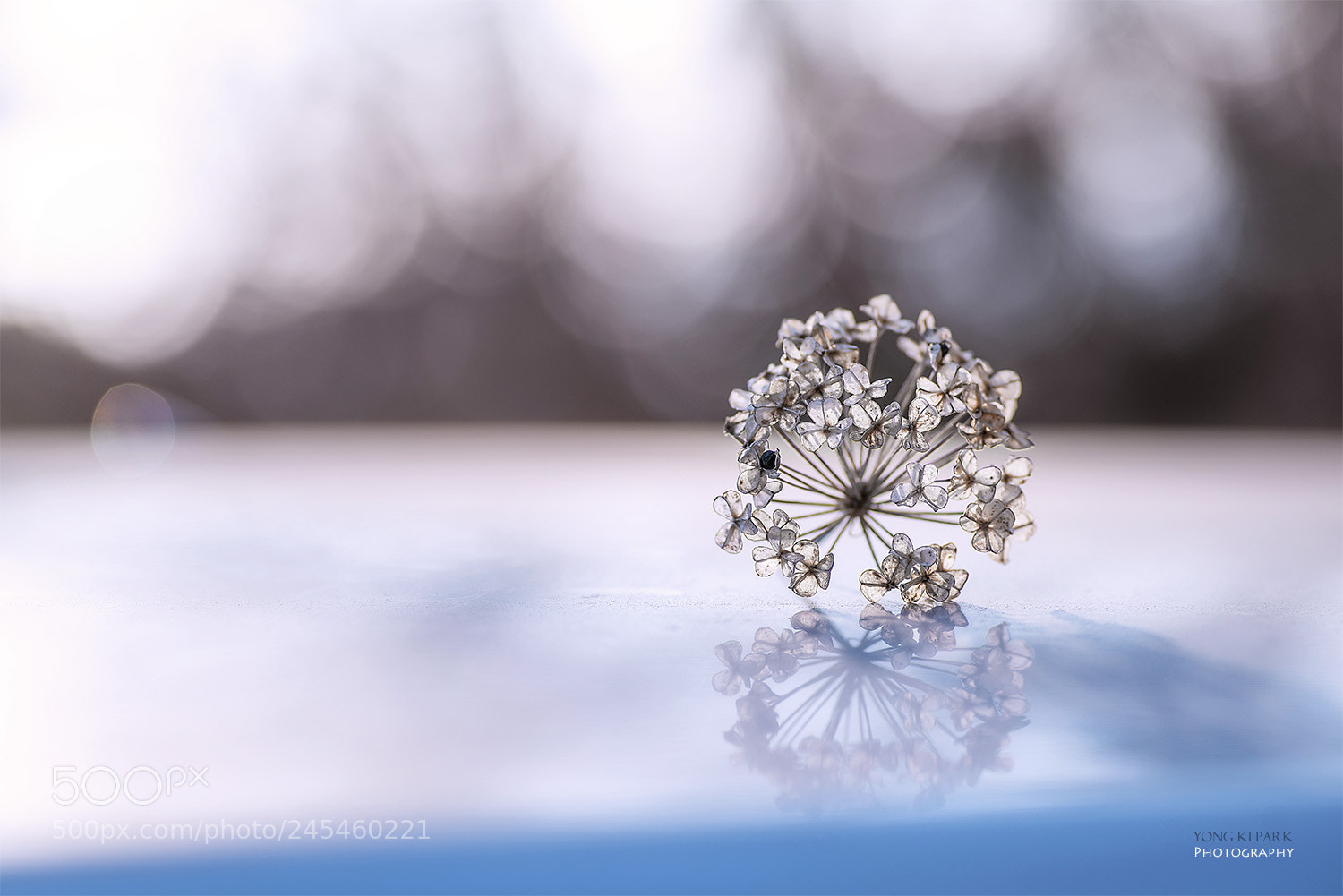 Pentax K-1 sample photo. Ice dancing of the photography