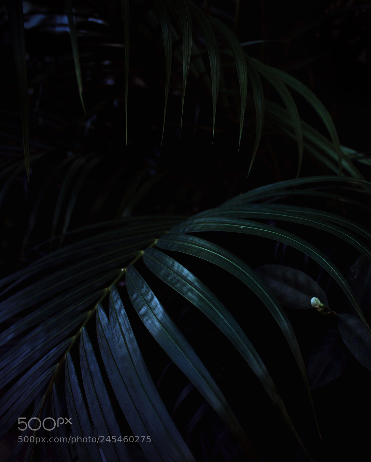 Canon EOS 600D (Rebel EOS T3i / EOS Kiss X5) sample photo. Moonlight & palm leaves photography