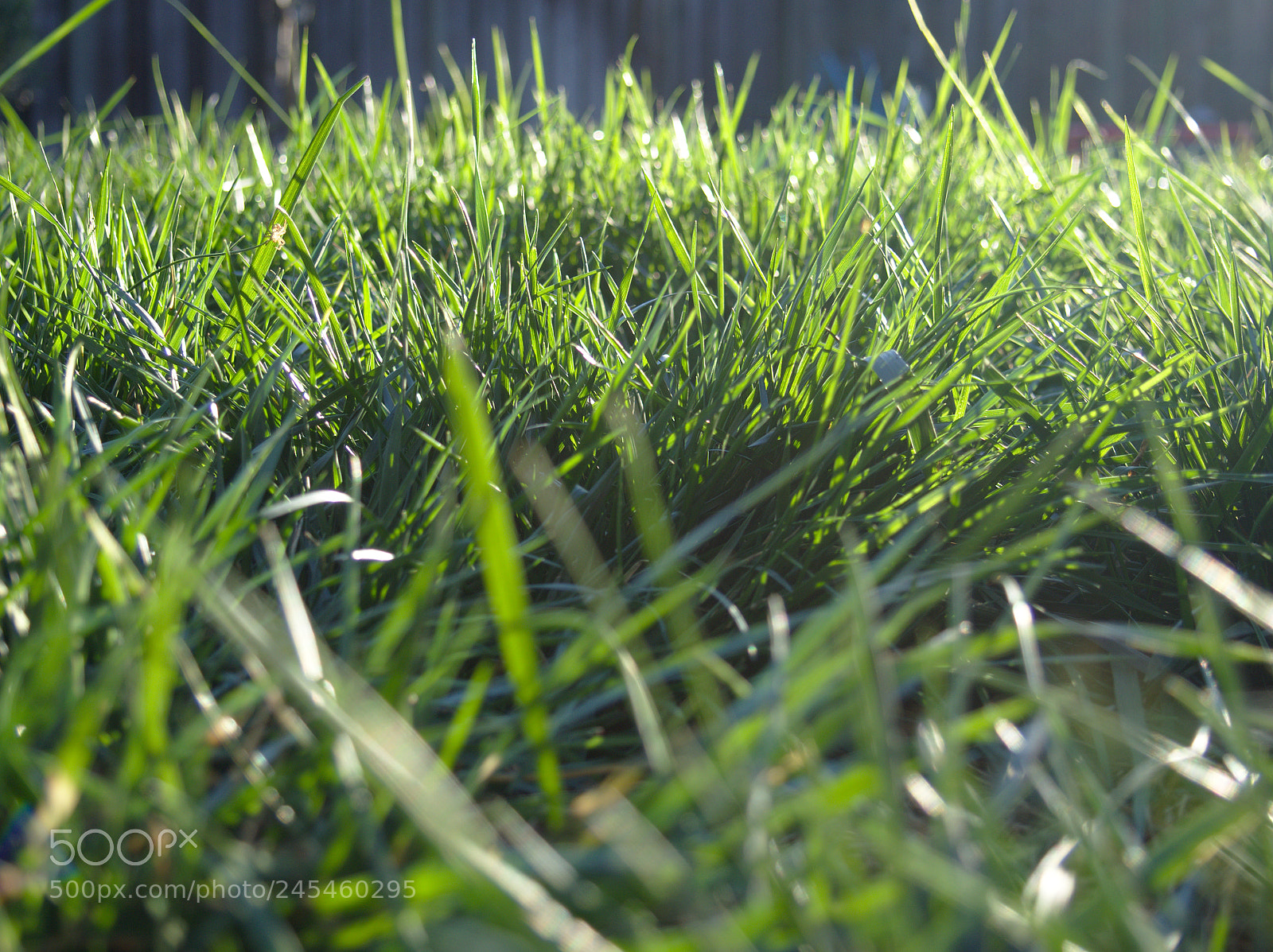 Olympus OM-D E-M10 II sample photo. Grassy photography