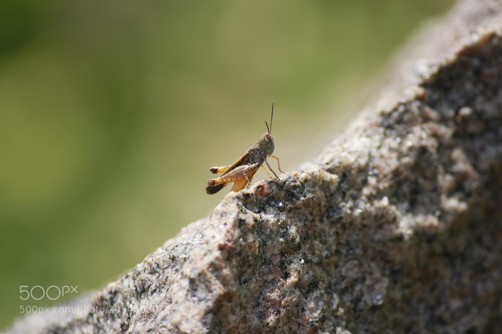 Canon EF-S 55-250mm F4-5.6 IS II sample photo. Life photography