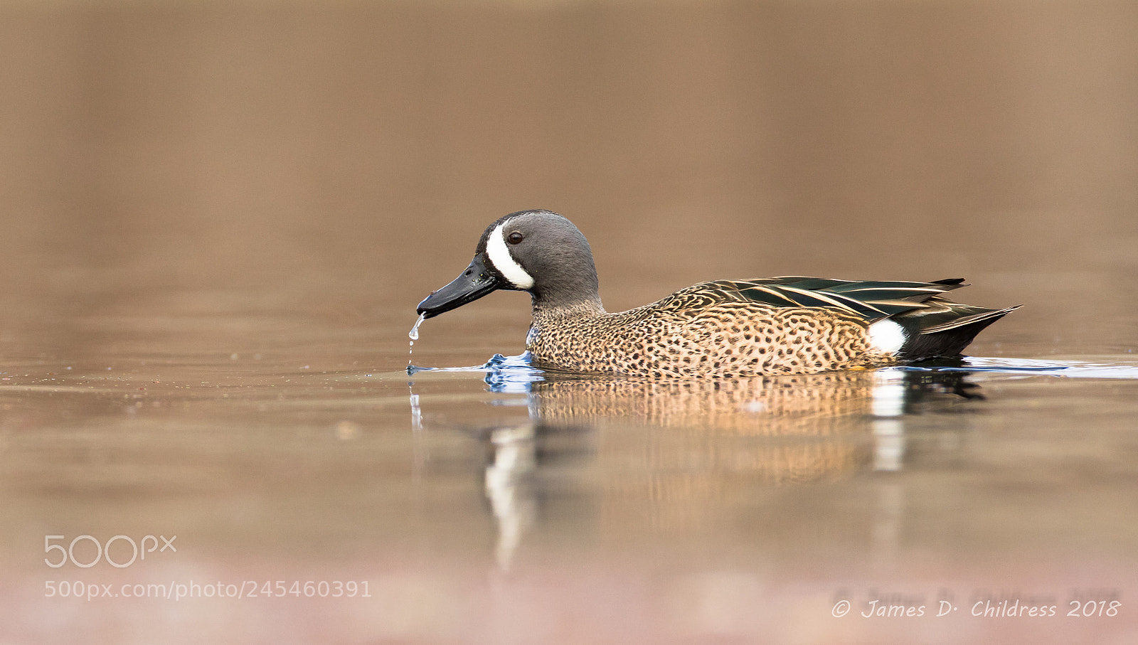 Canon EOS 7D Mark II sample photo. Blue-winged teal photography
