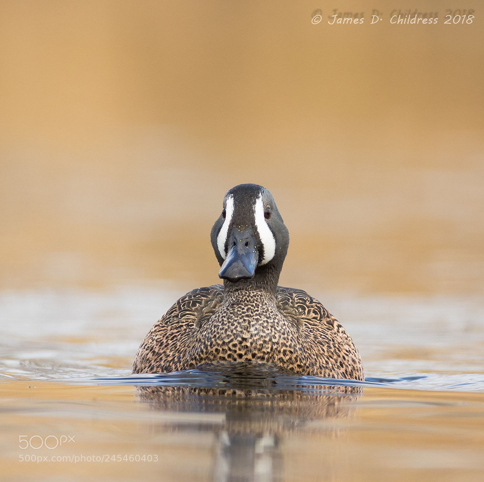 Canon EOS 7D Mark II sample photo. Blue-winged teal photography