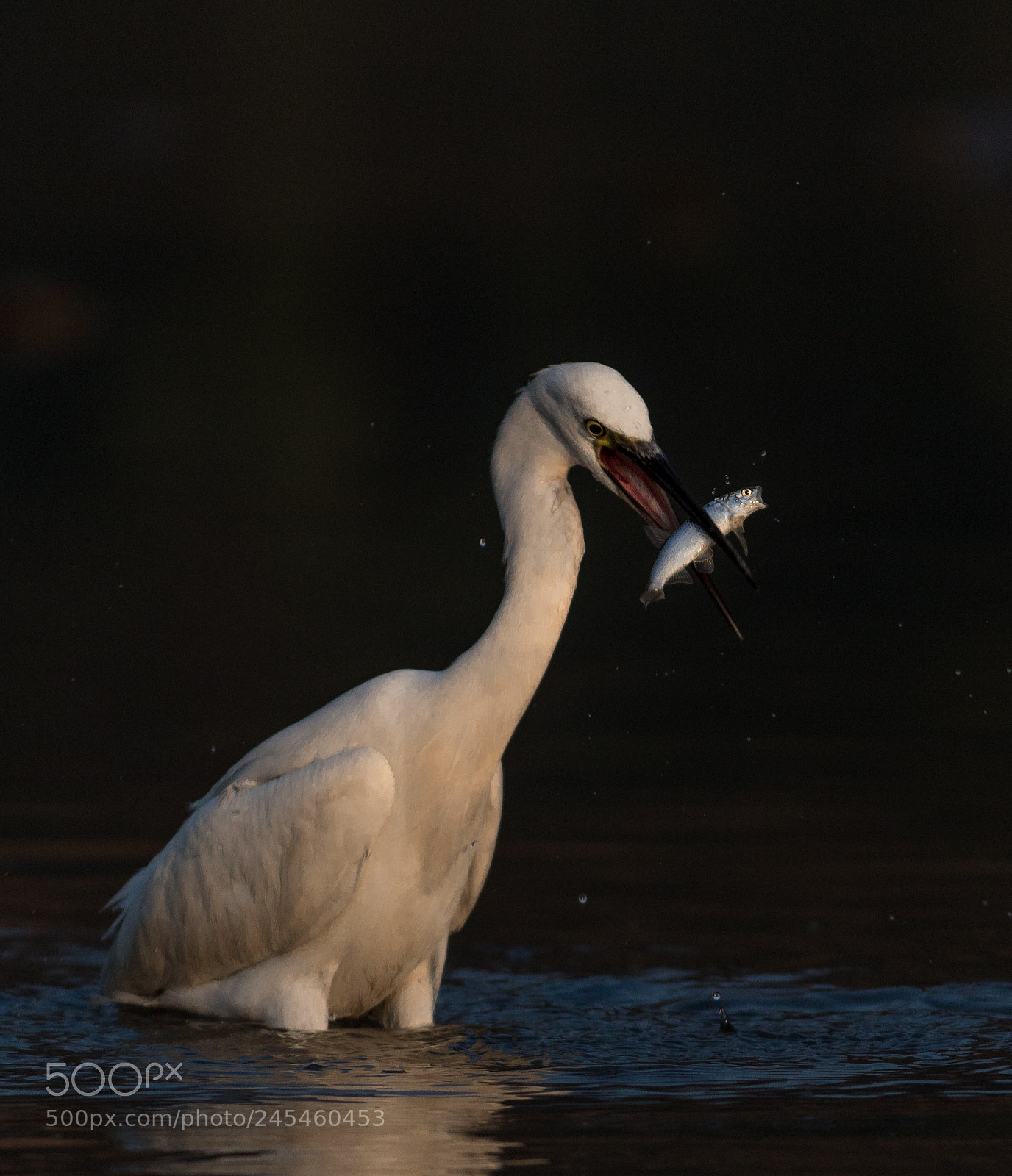 Canon EOS 1300D (EOS Rebel T6 / EOS Kiss X80) sample photo. Egret with a fish photography