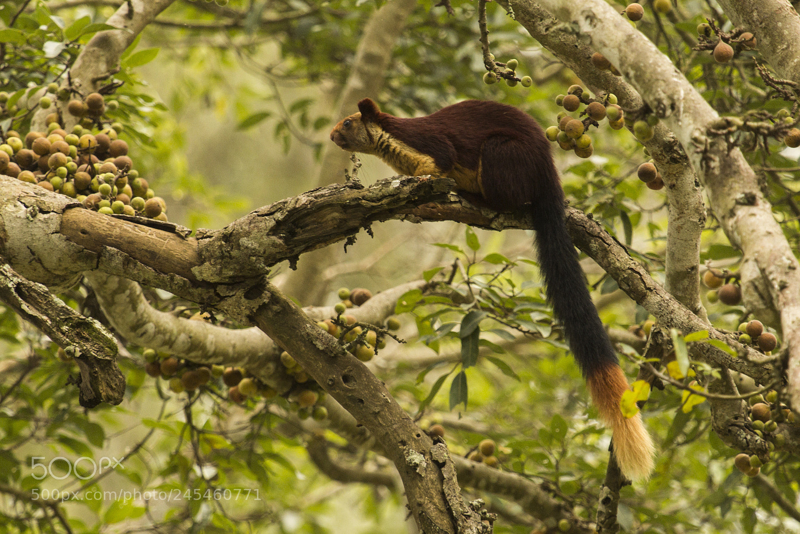 Canon EOS 60D sample photo. Squirrel photography