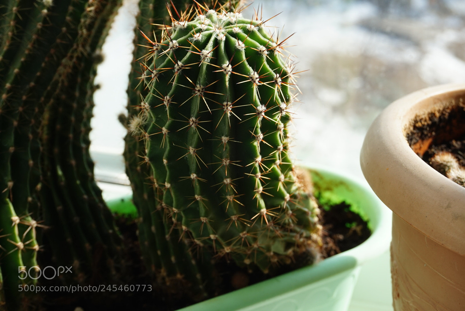 Sony Alpha a5000 (ILCE 5000) sample photo. Untitled photography