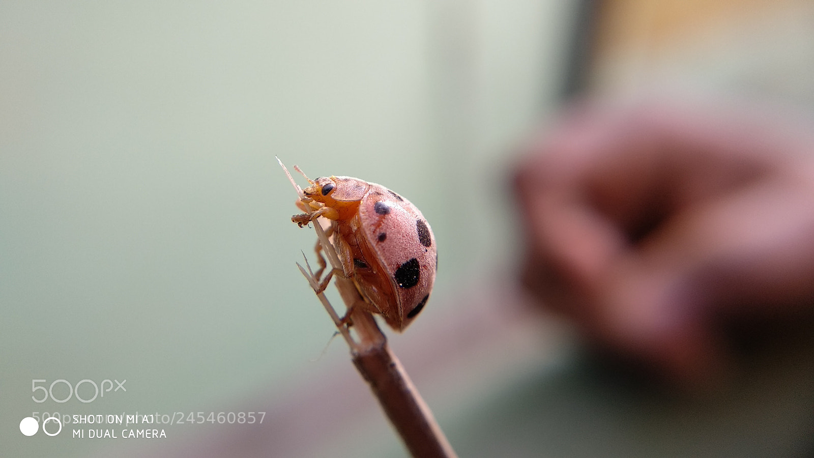 Xiaomi Mi A1 sample photo. ~ladybug~ photography