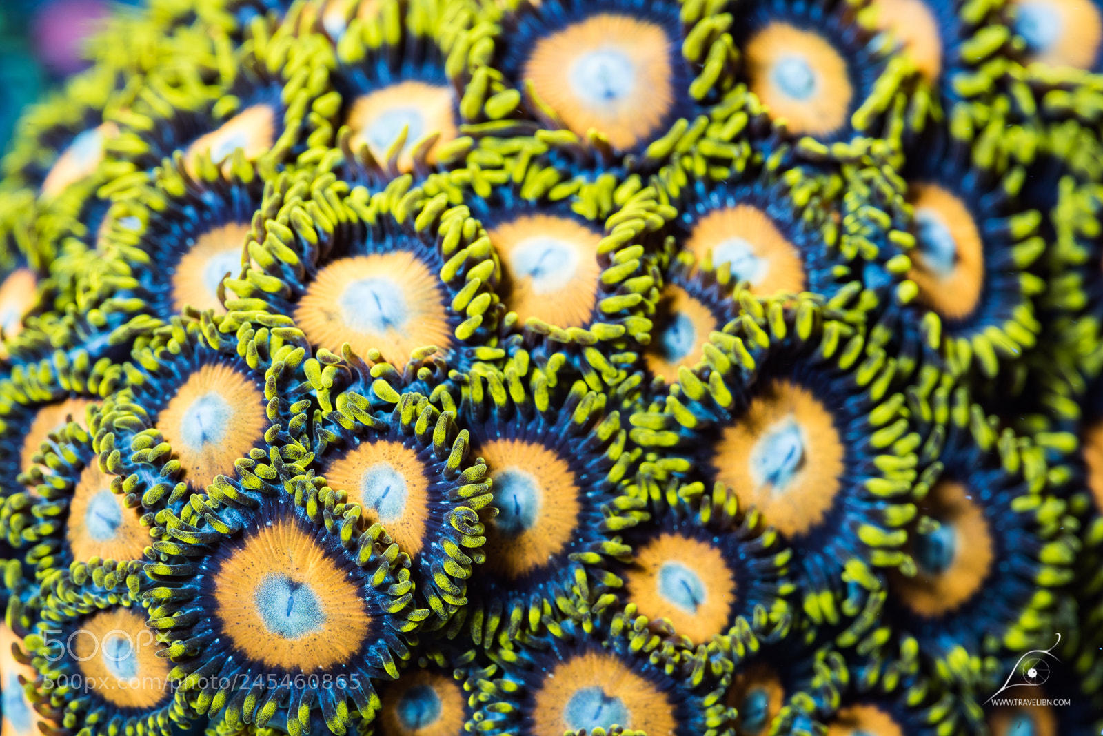 Nikon D810 sample photo. Zoanthids photography