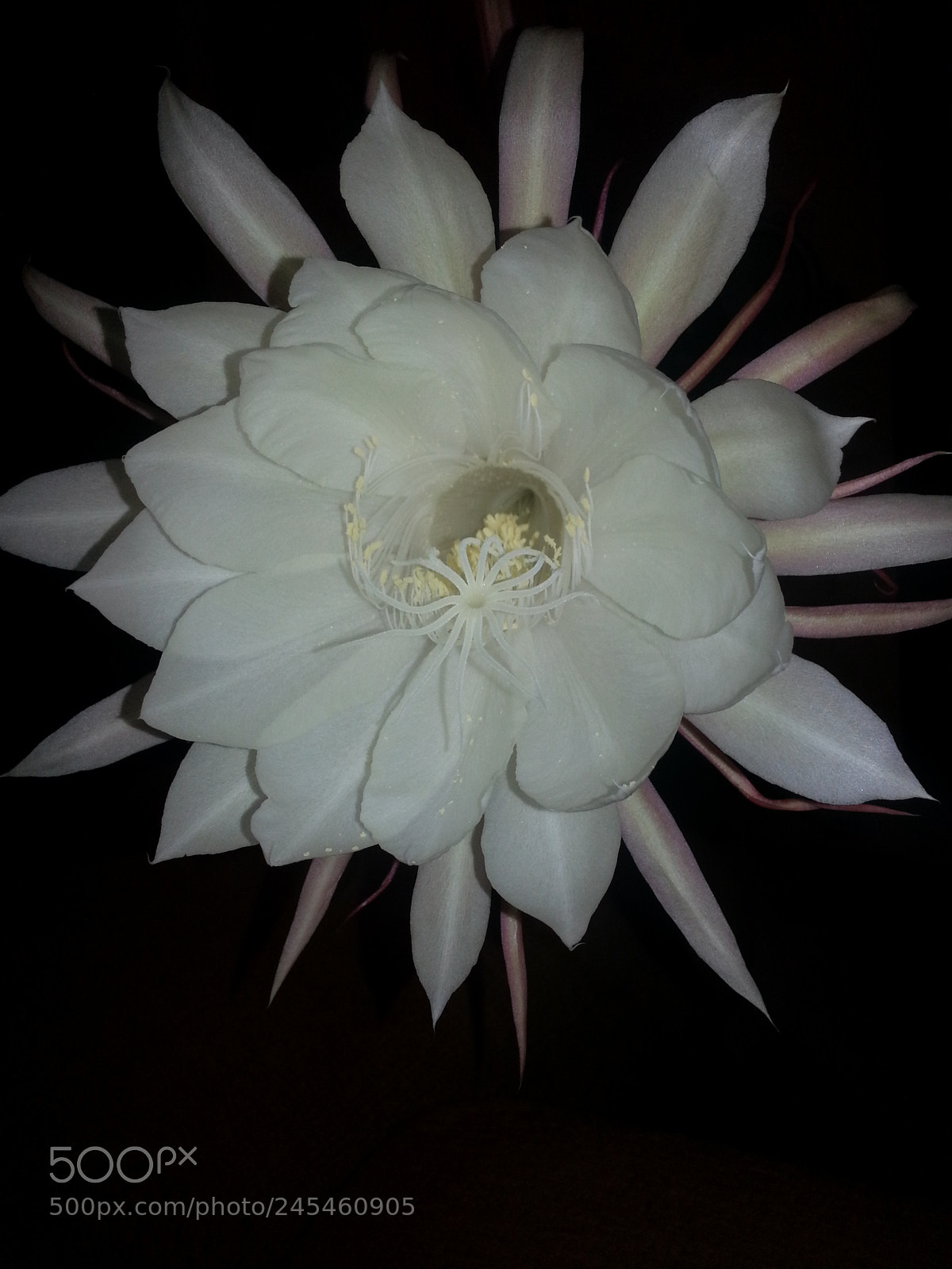 Samsung Galaxy S3 sample photo. Flower night photography