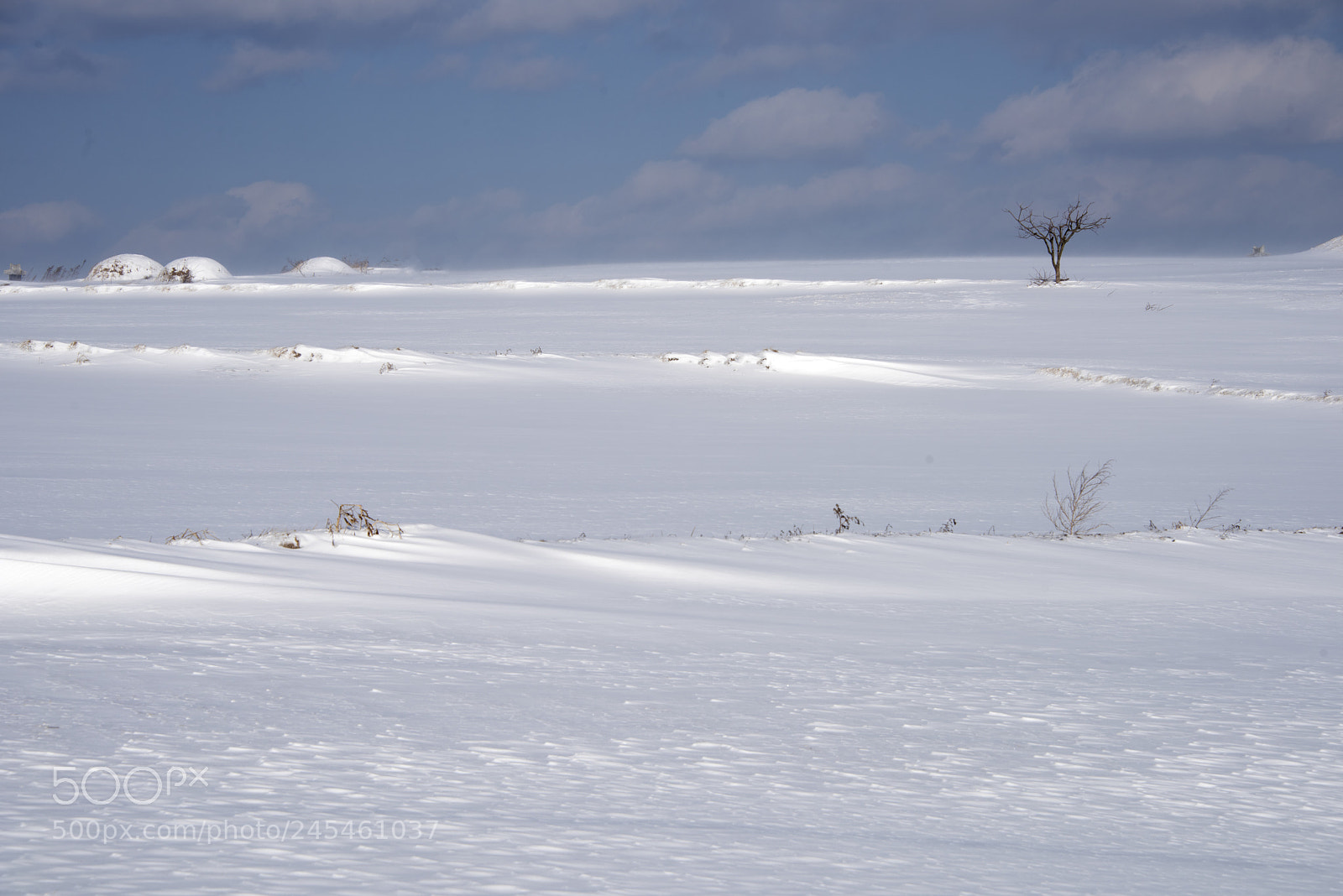 Nikon D810 sample photo. Snow and tree photography