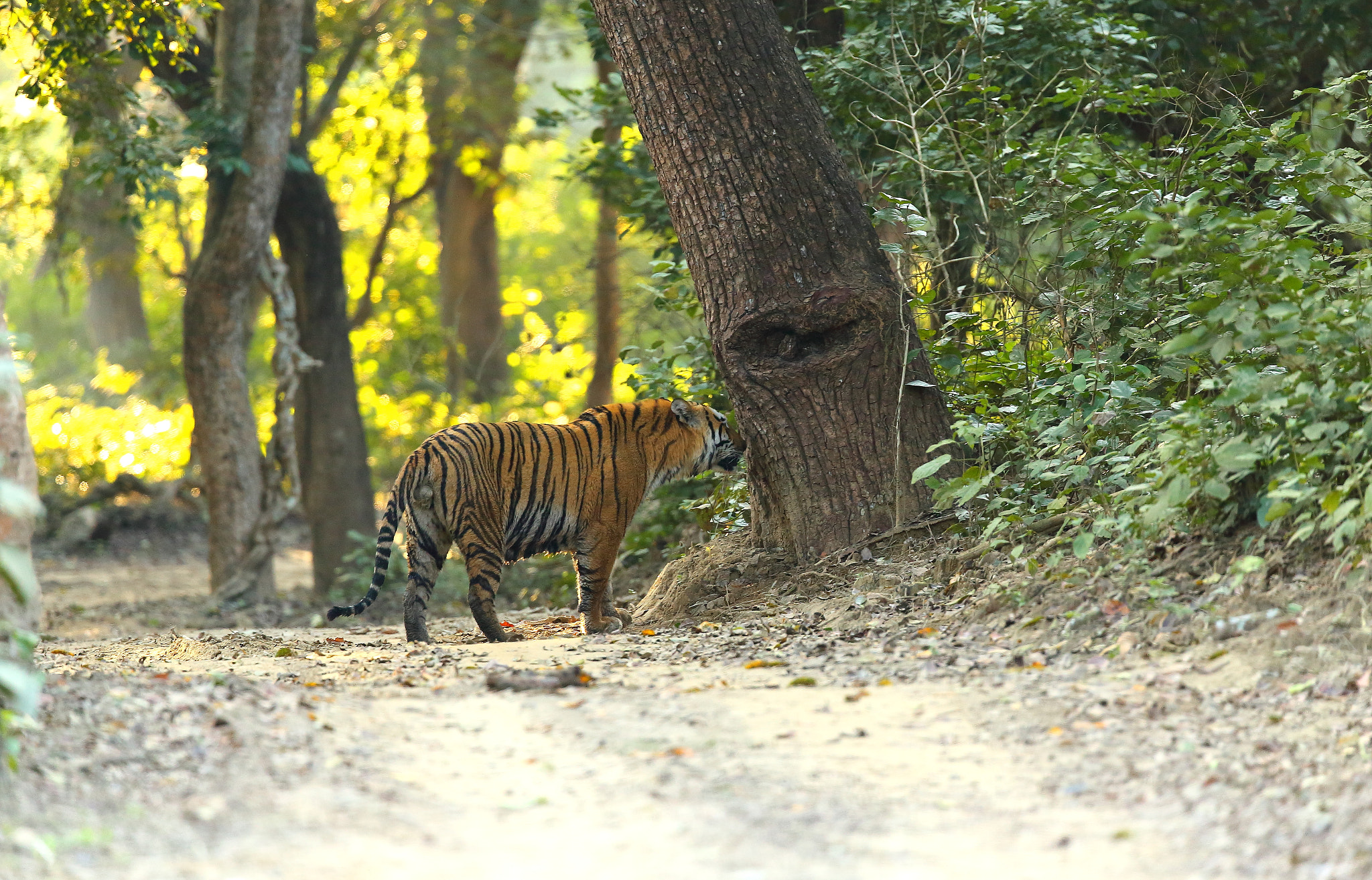 Canon EOS 6D + Canon EF 300mm F2.8L IS II USM sample photo. Img the rhino killer photography