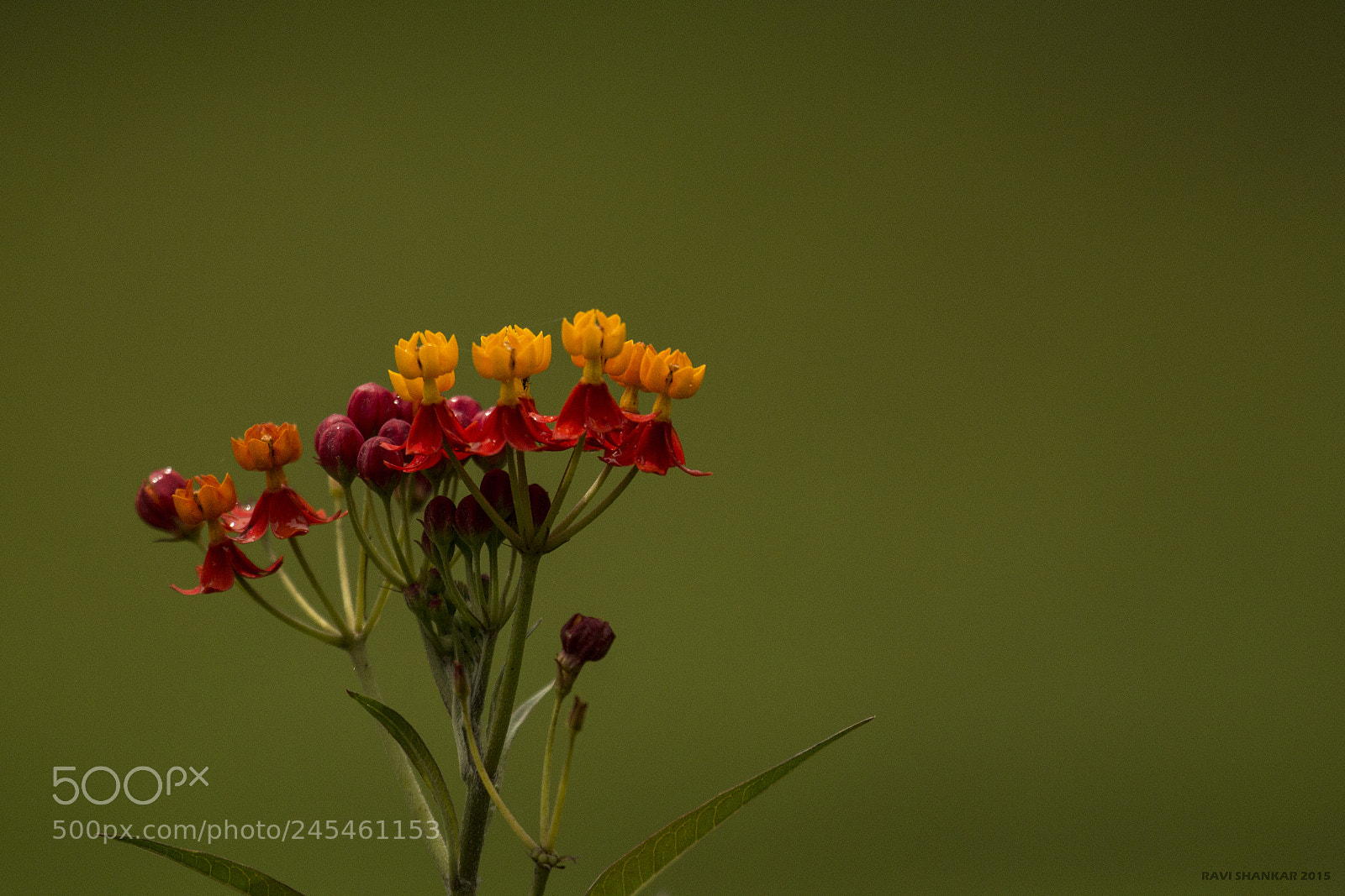 Canon EOS 60D sample photo. The flower photography