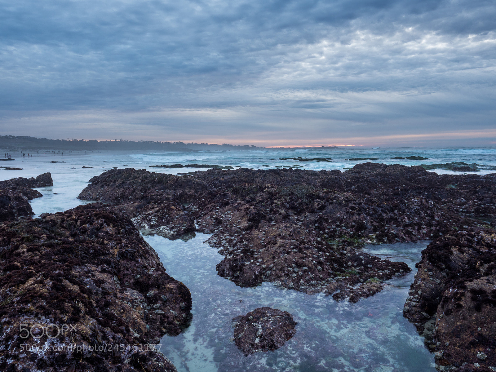 Olympus OM-D E-M1 Mark II sample photo. Asilomar photography