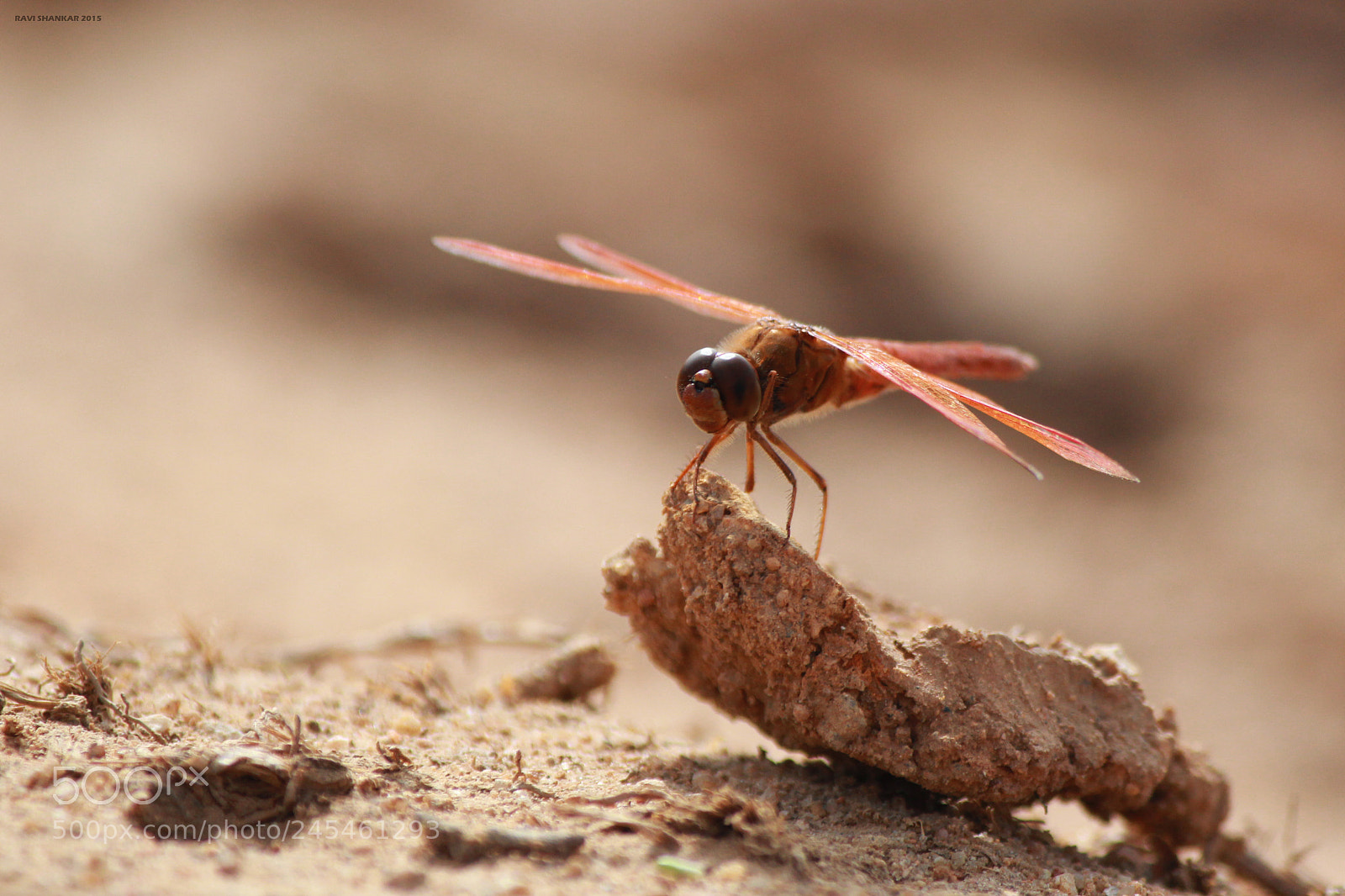 Canon EOS 60D sample photo. Nature photography