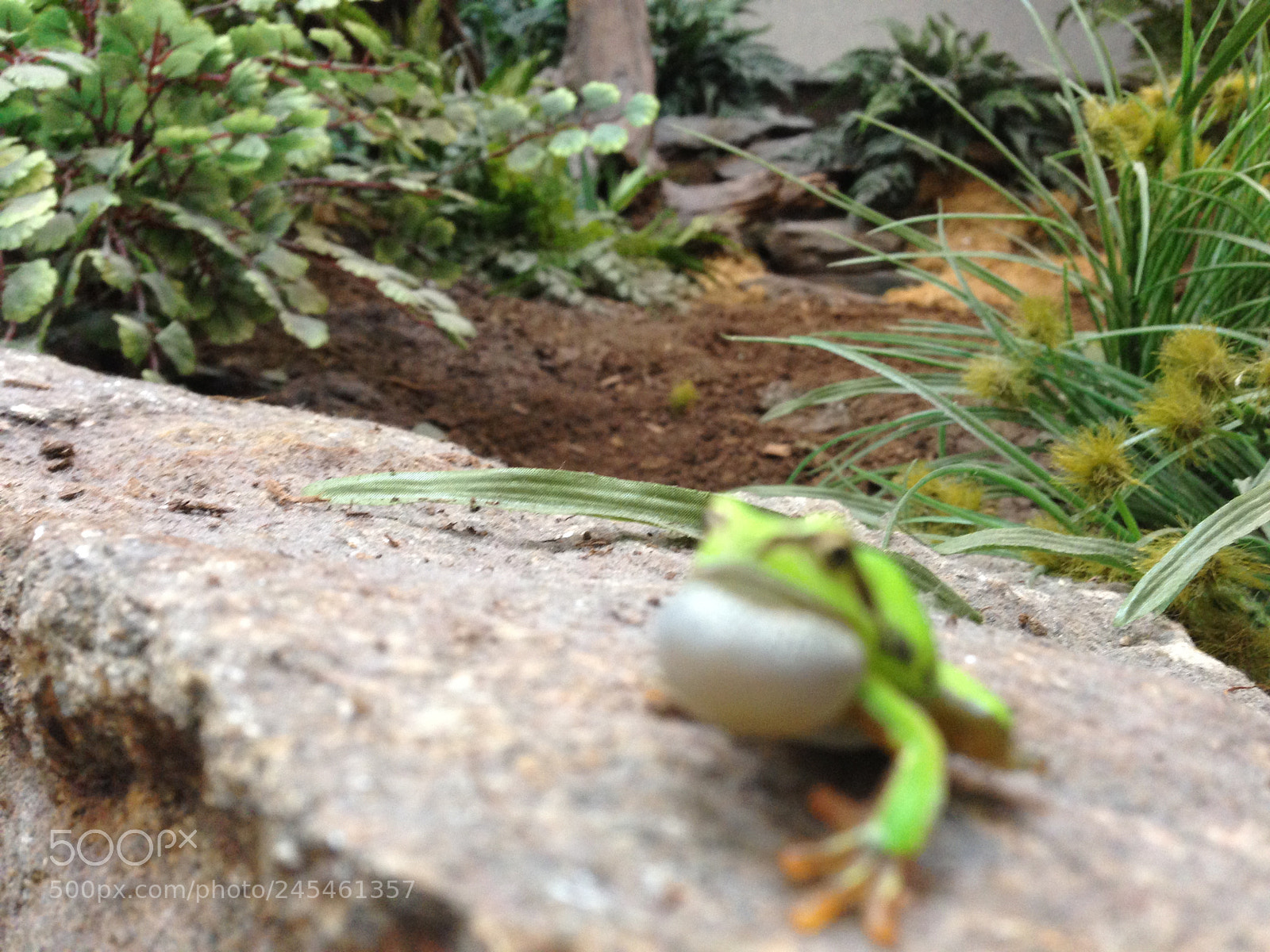 Apple iPhone 5 sample photo. Aaeecdb bef photography