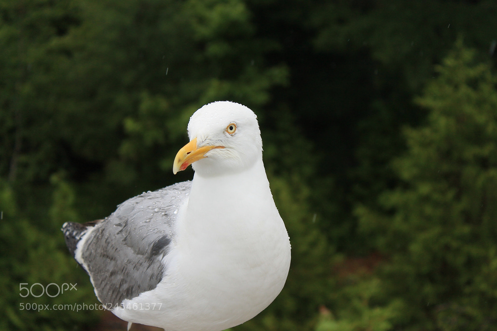 Canon EOS 1100D (EOS Rebel T3 / EOS Kiss X50) sample photo. Gull photography