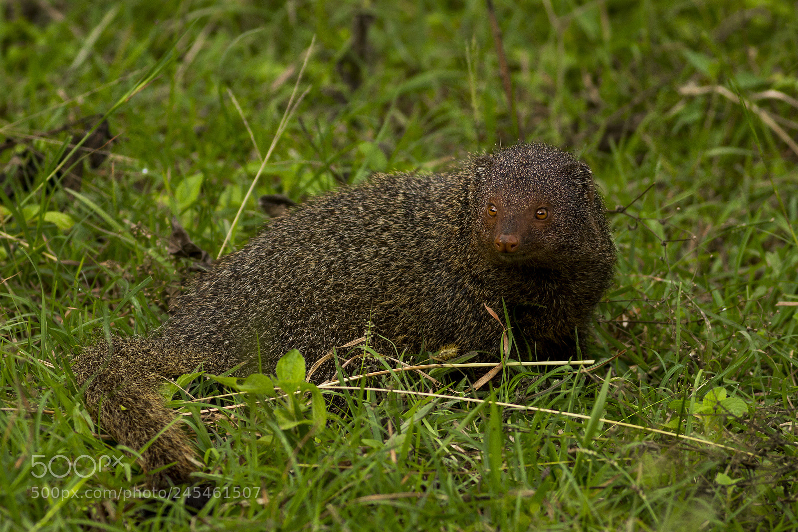 Canon EOS 60D sample photo. Mangoose photography