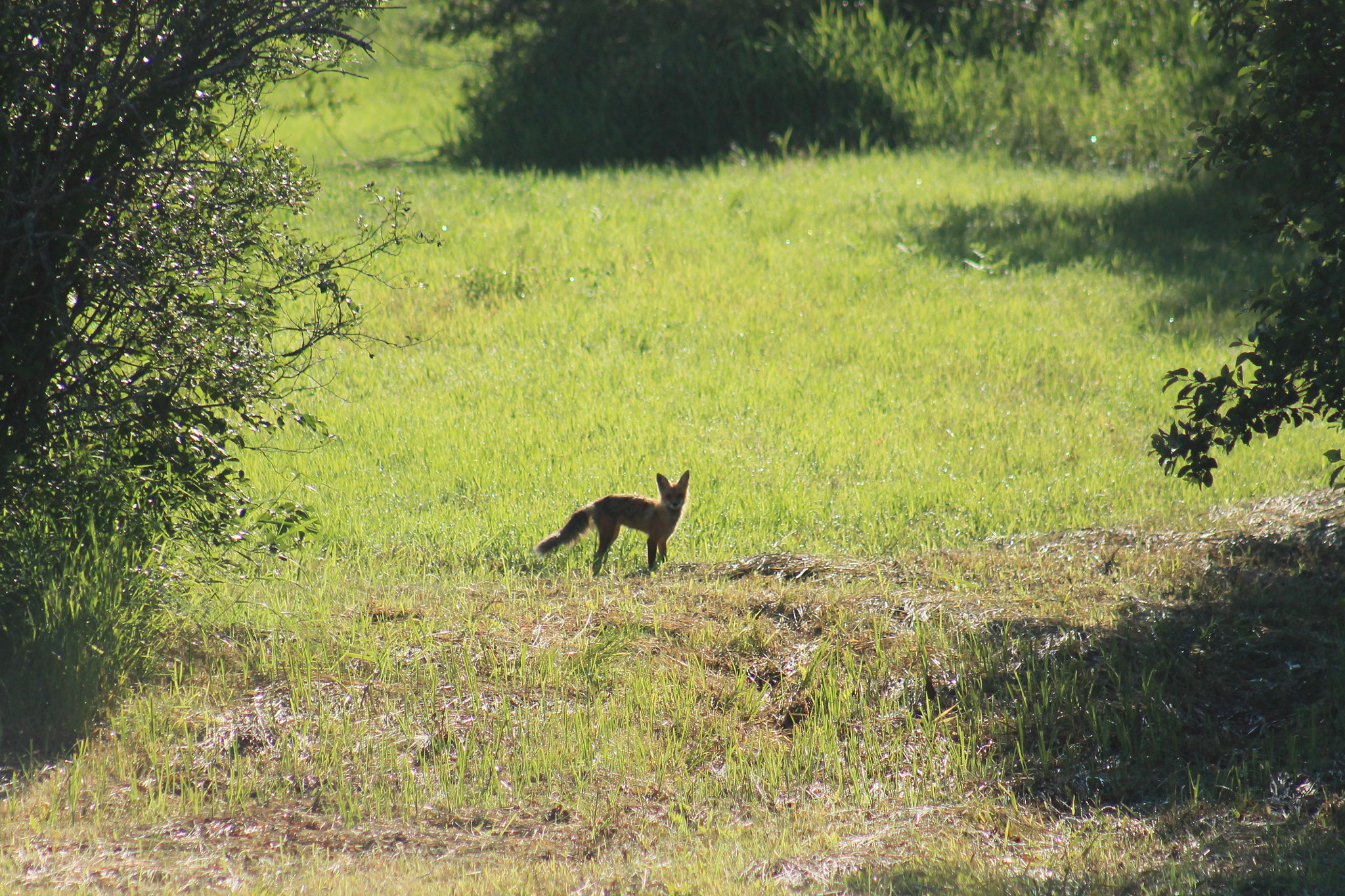 EF75-300mm f/4-5.6 sample photo. Foxxy photography