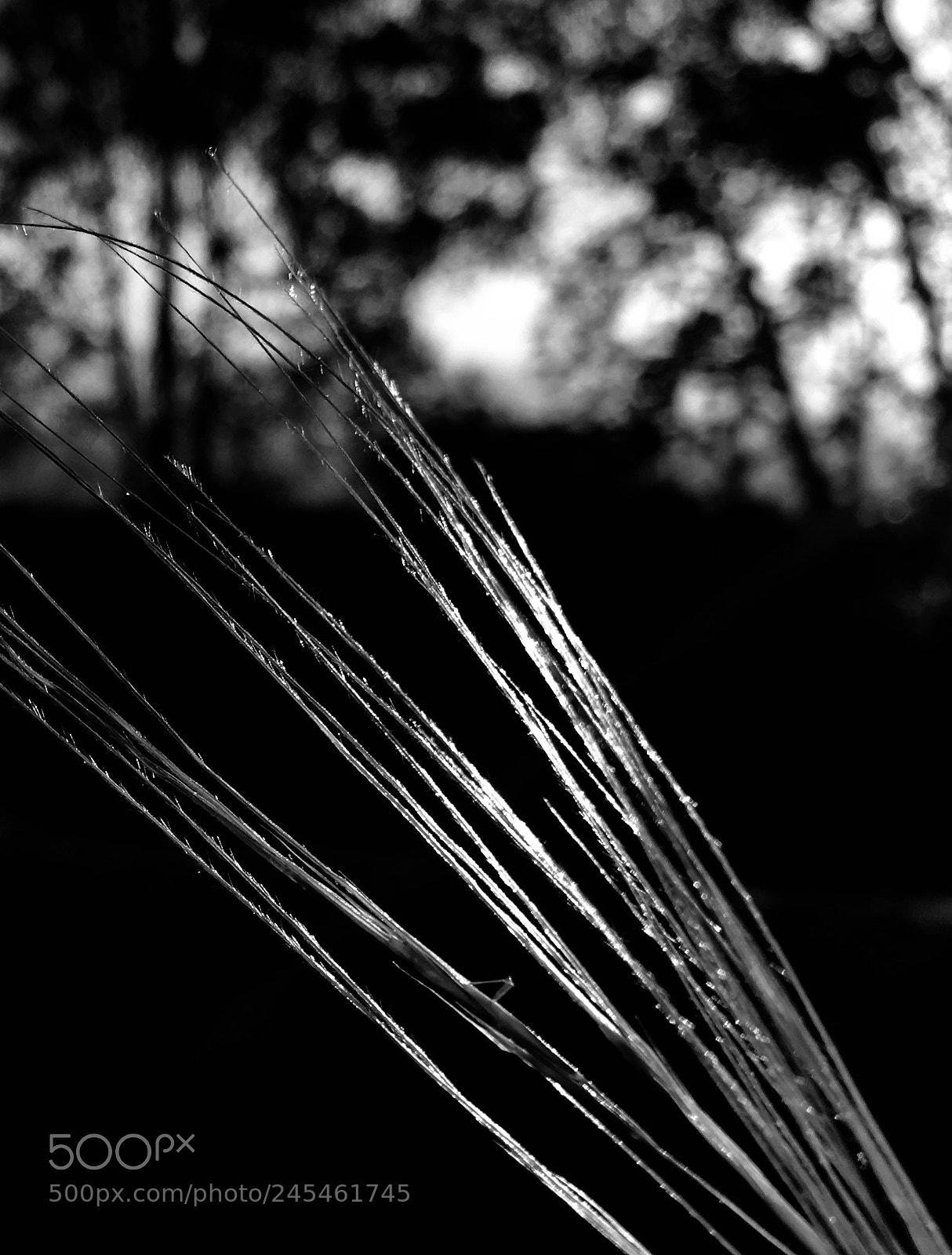 Apple iPhone 6s sample photo. Untitled photography