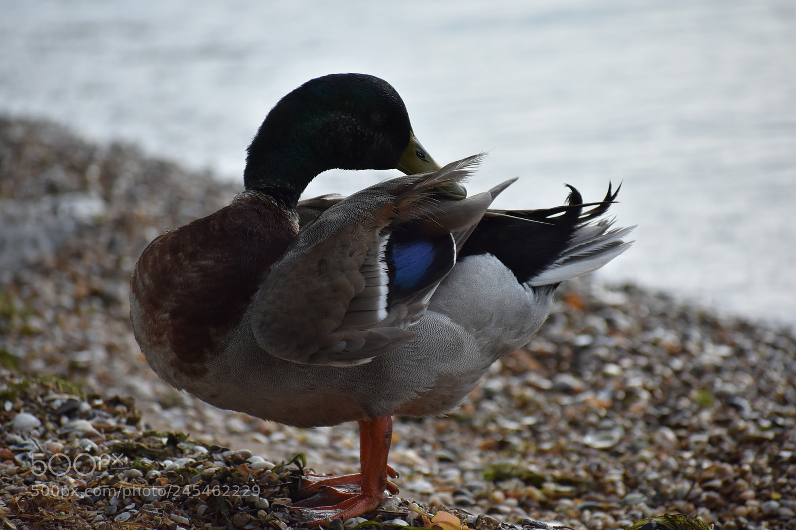 Nikon D3400 sample photo. Untitled photography