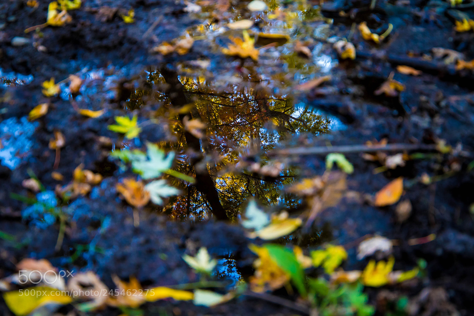 Canon EOS 6D Mark II sample photo. Reflection. photography