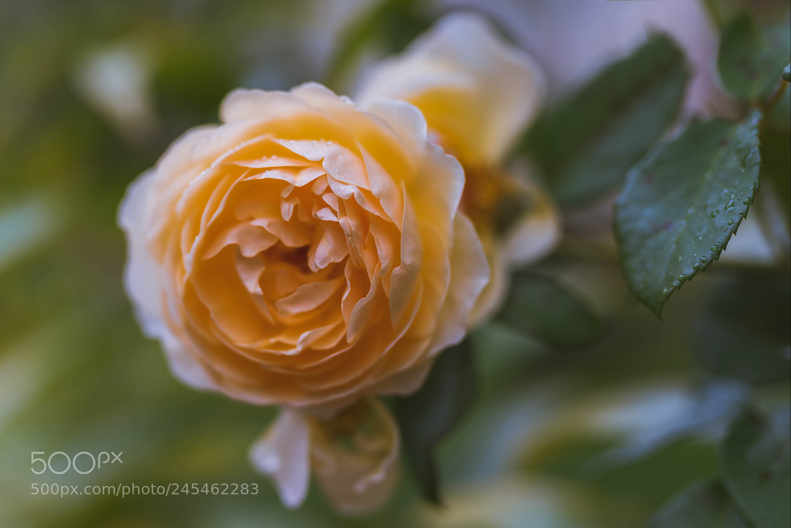 Sony a7R III sample photo. In your shadow i photography