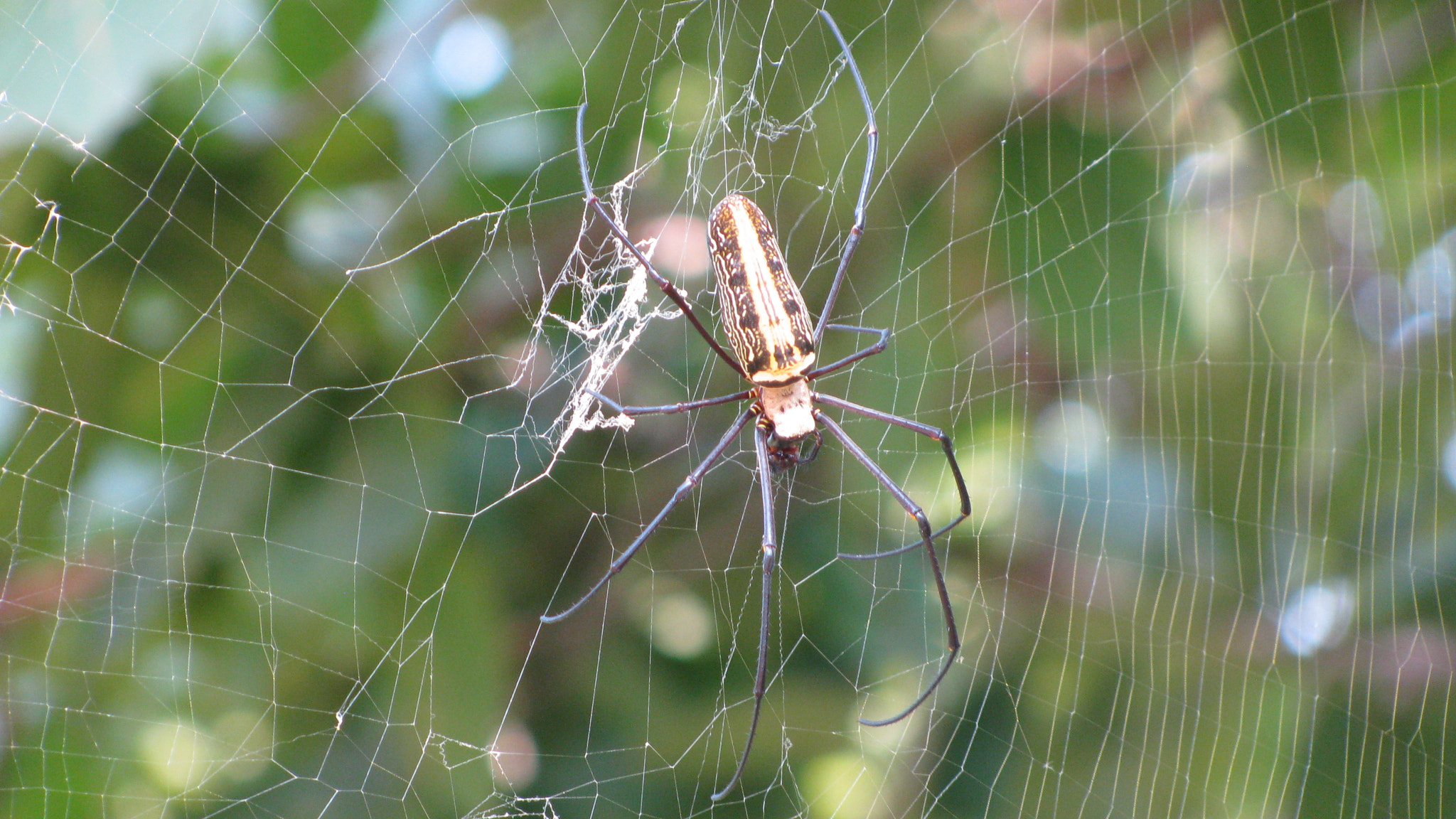 Canon PowerShot SX110 IS sample photo. Golden orb spider photography