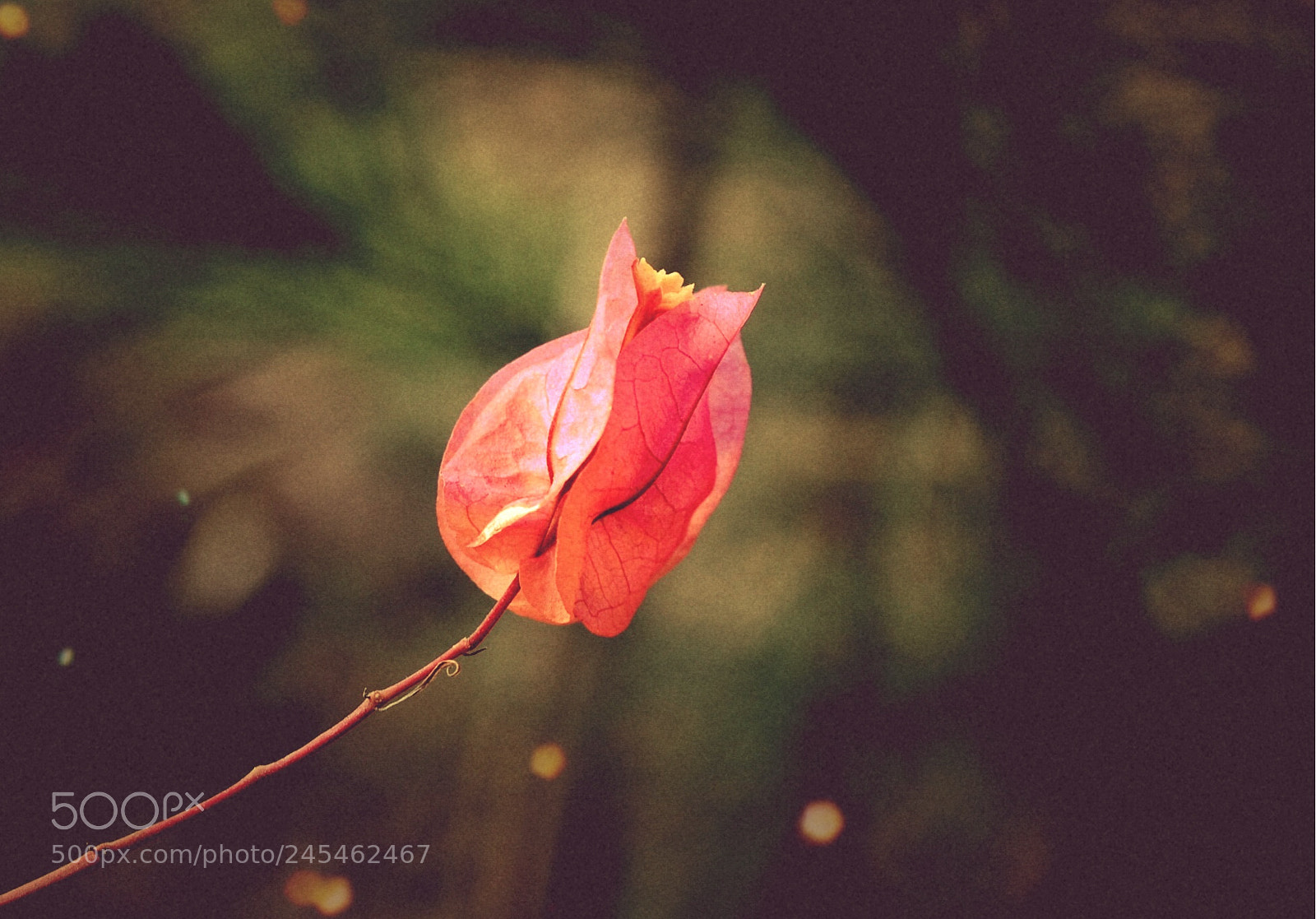 Nikon D7200 sample photo. Flower photography