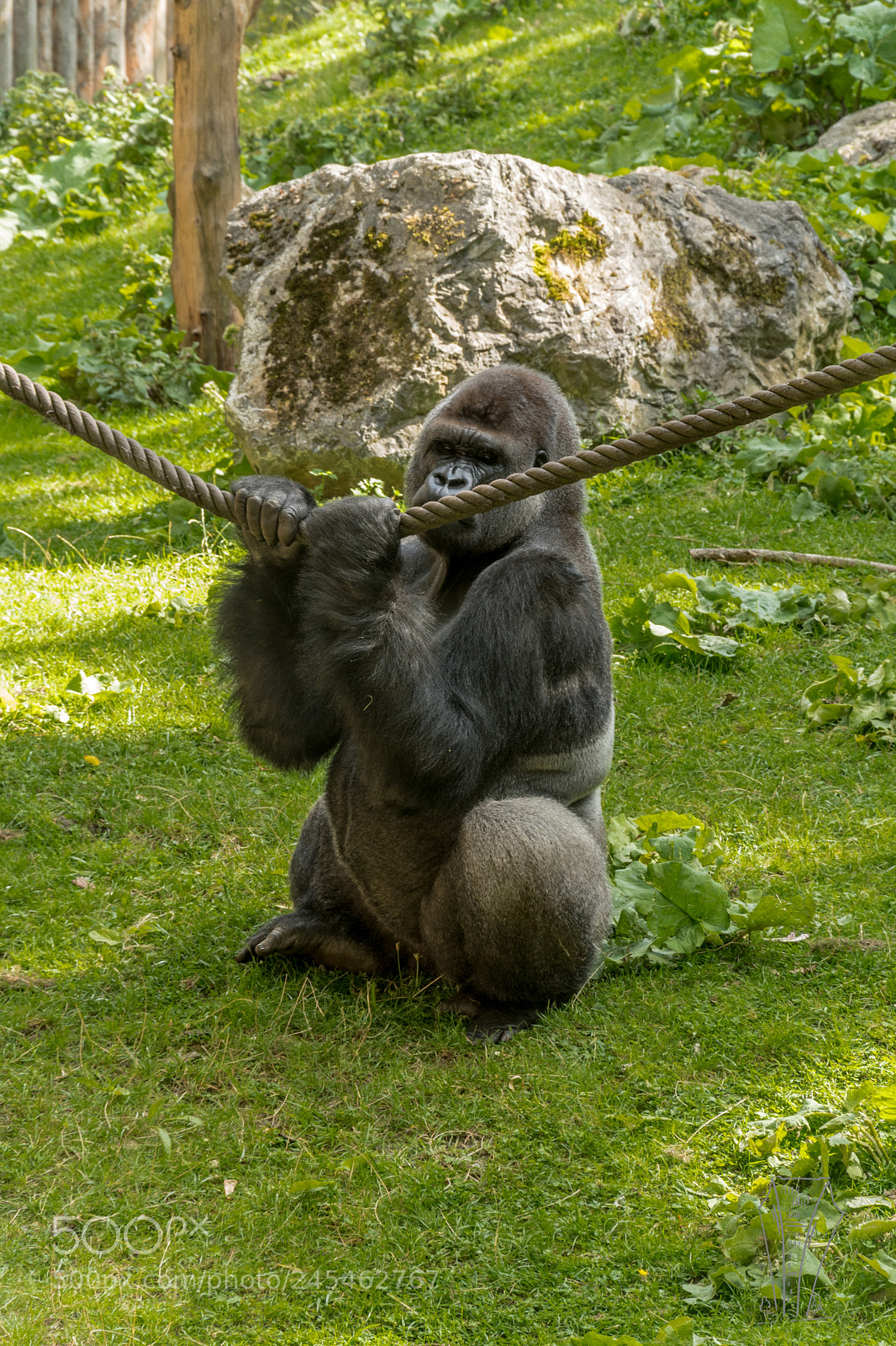 Nikon D500 sample photo. At the zoo duisburg photography