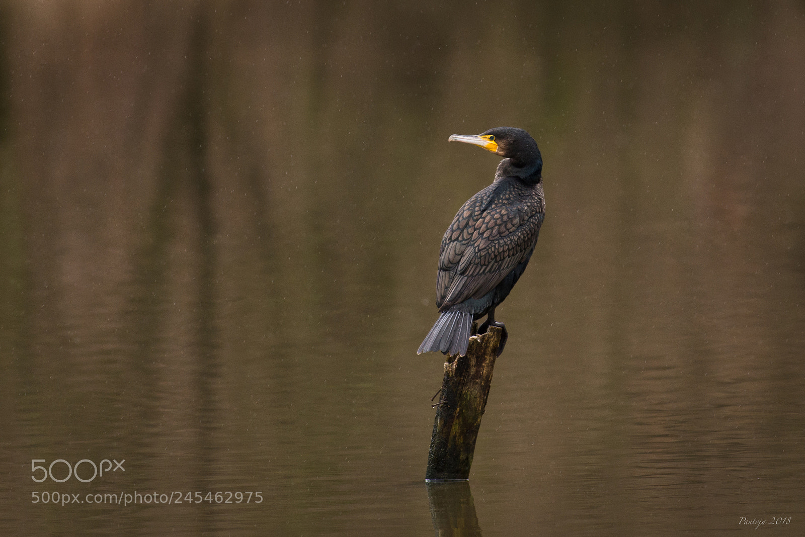Nikon D600 sample photo. Cormorant in the rain photography