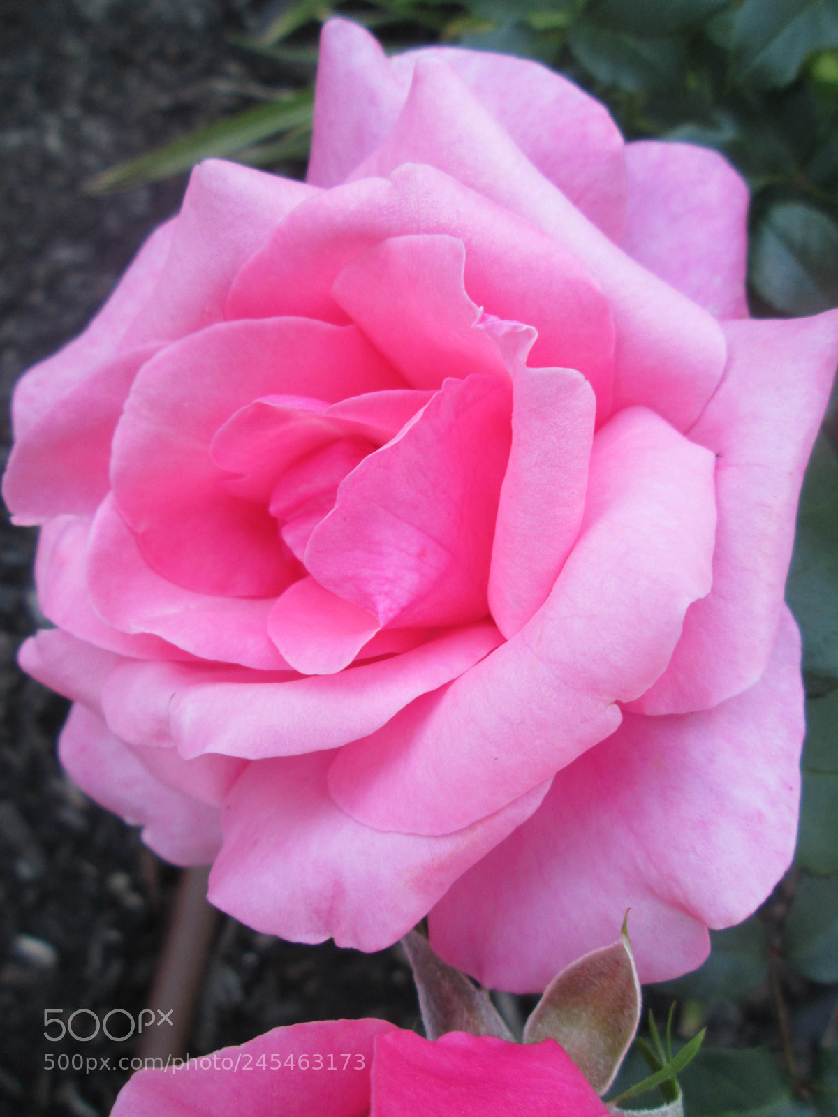 Canon PowerShot A2300 sample photo. Flawless photography