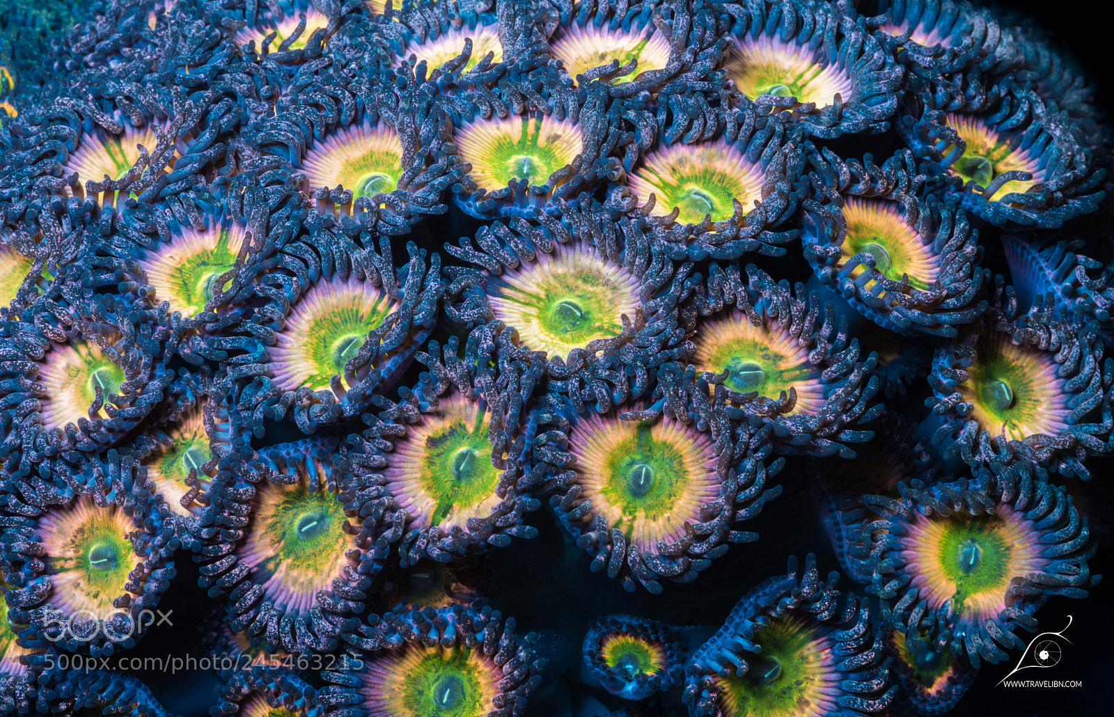 Nikon D810 sample photo. Zoanthids photography