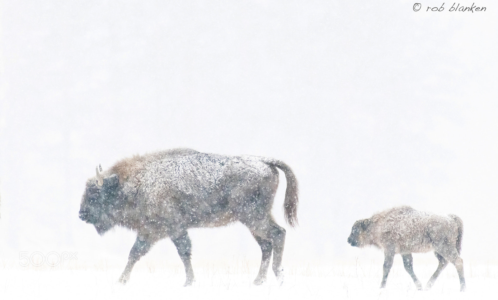 Nikon D850 sample photo. European bison photography