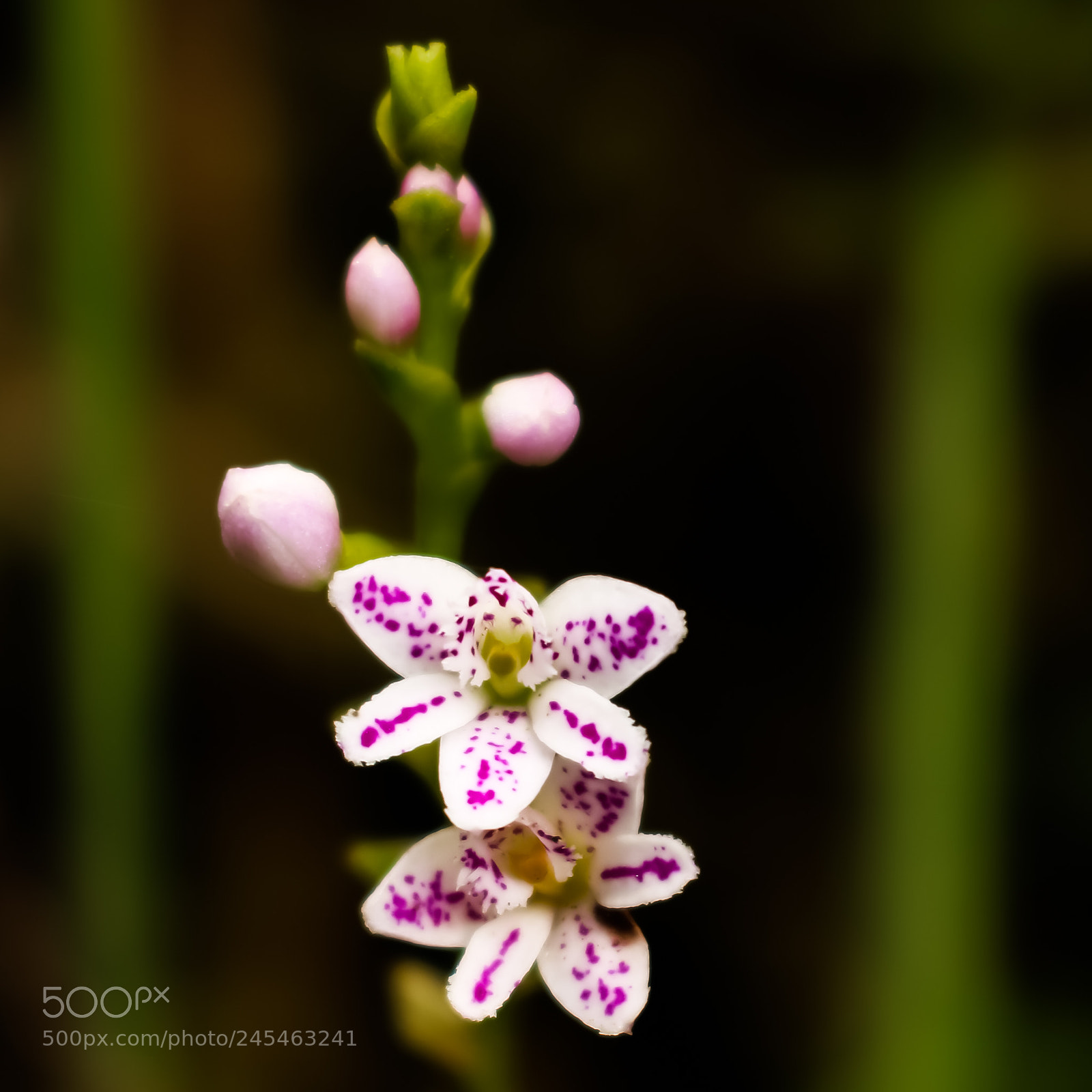 Canon EOS 750D (EOS Rebel T6i / EOS Kiss X8i) sample photo. Mini orchids photography