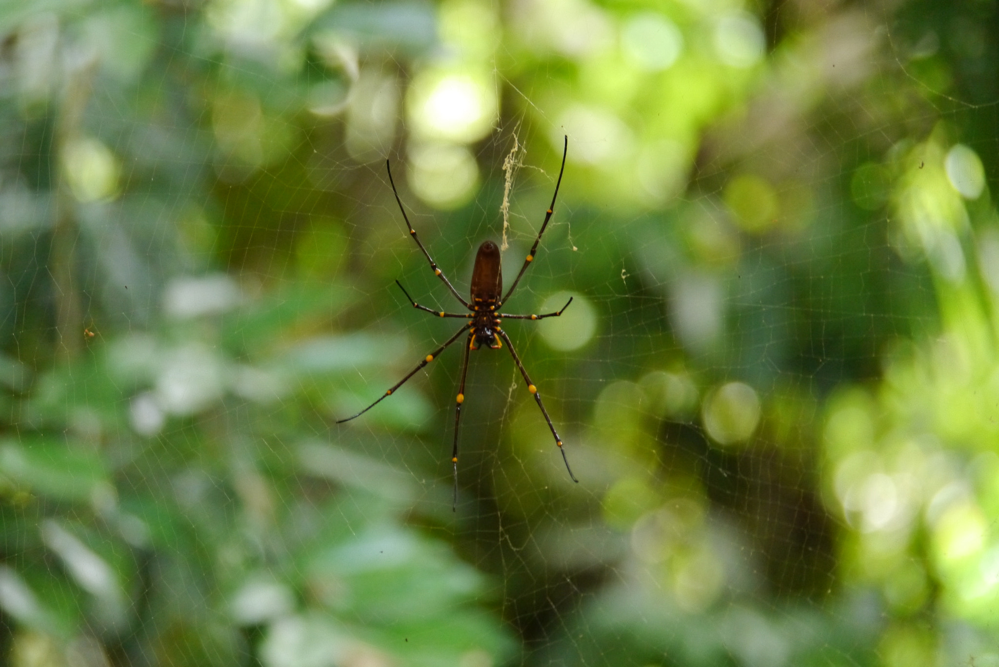 Panasonic Lumix DMC-GX1 sample photo. Lovelygoldenorbspider photography