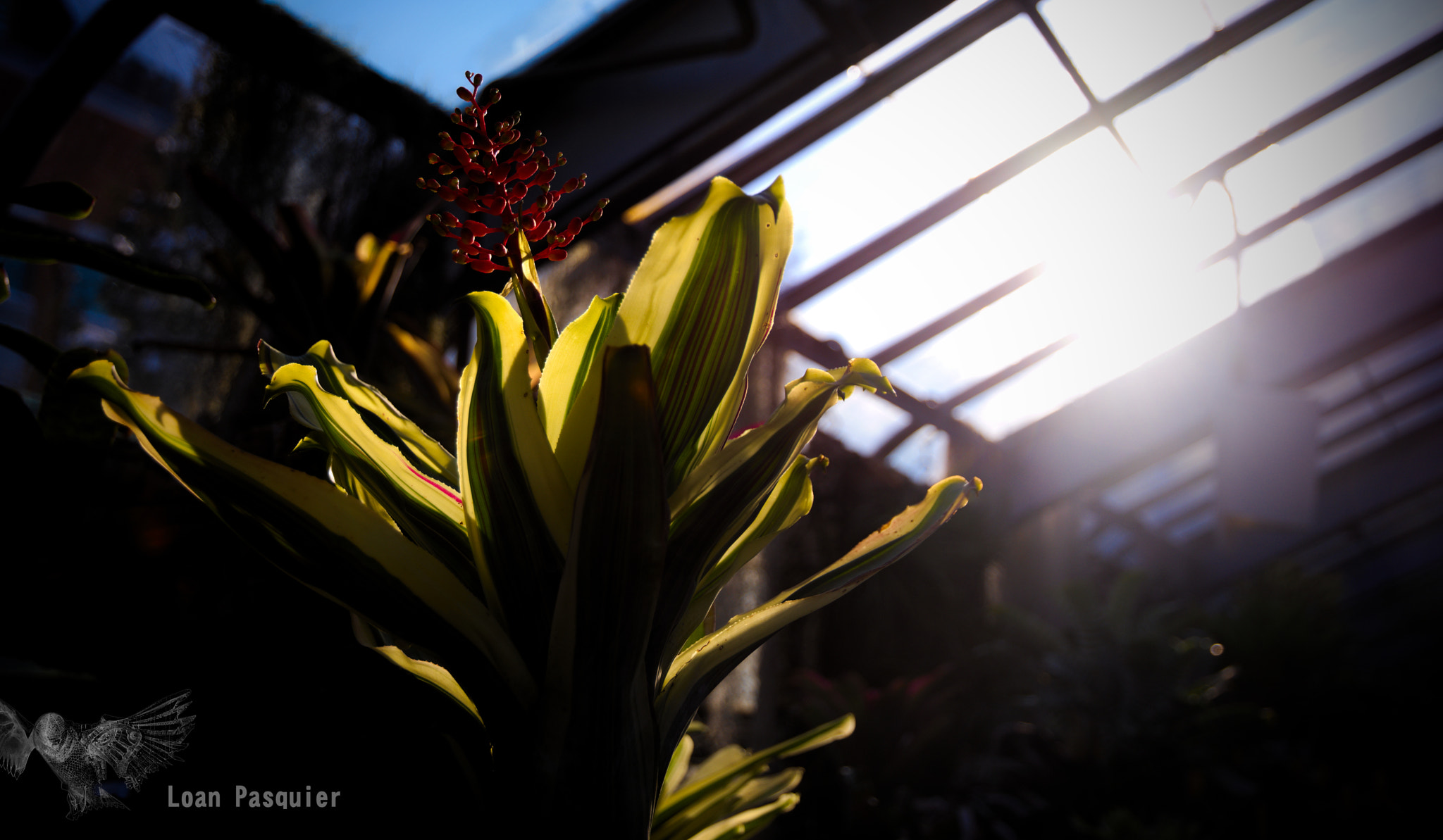 Nikon D7200 sample photo. L'étincelle d'hiver photography