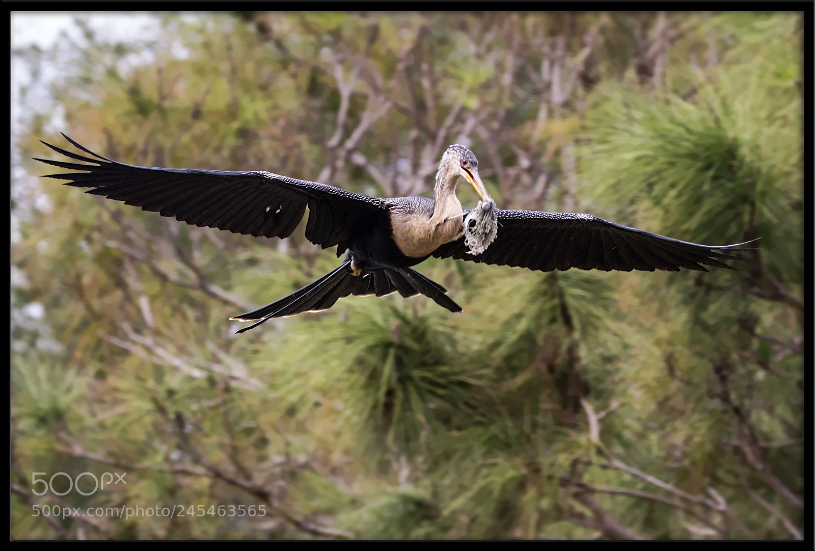 Canon EOS 7D Mark II sample photo. Anhinga with nesting material photography