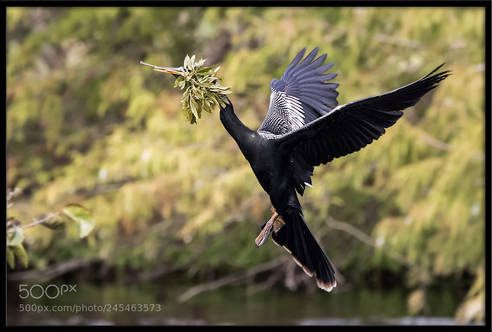 Canon EOS 7D Mark II sample photo. Anhinga with nesting material photography