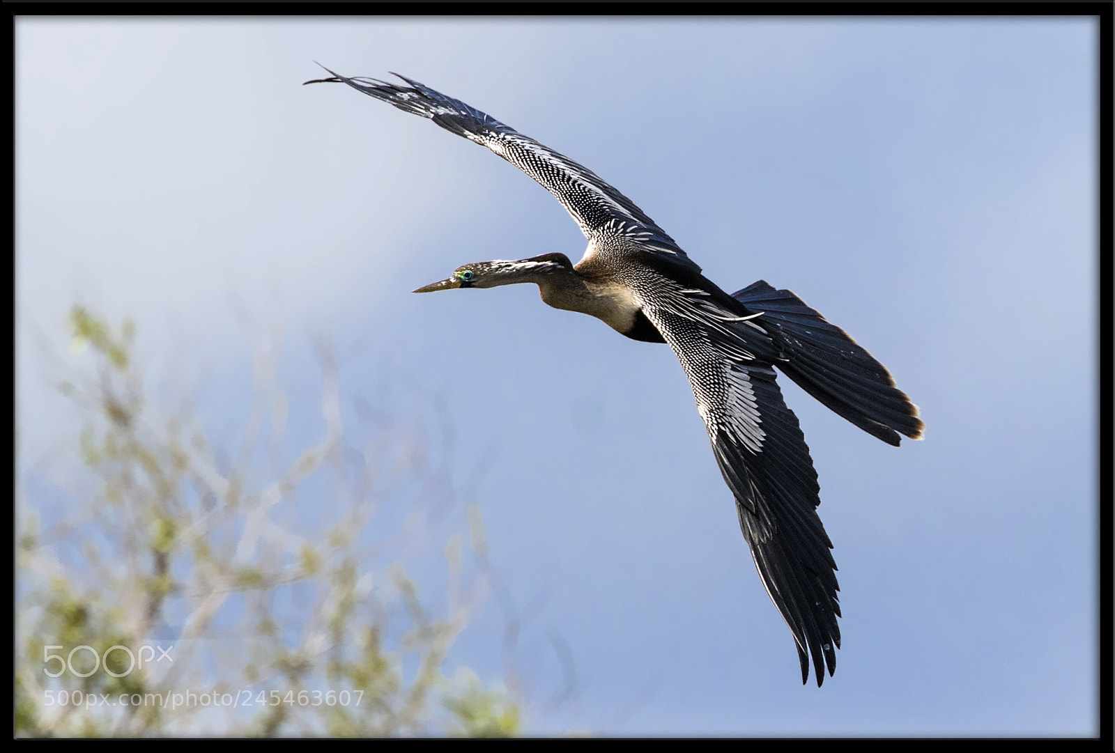 Canon EOS 7D Mark II sample photo. Anhinga photography