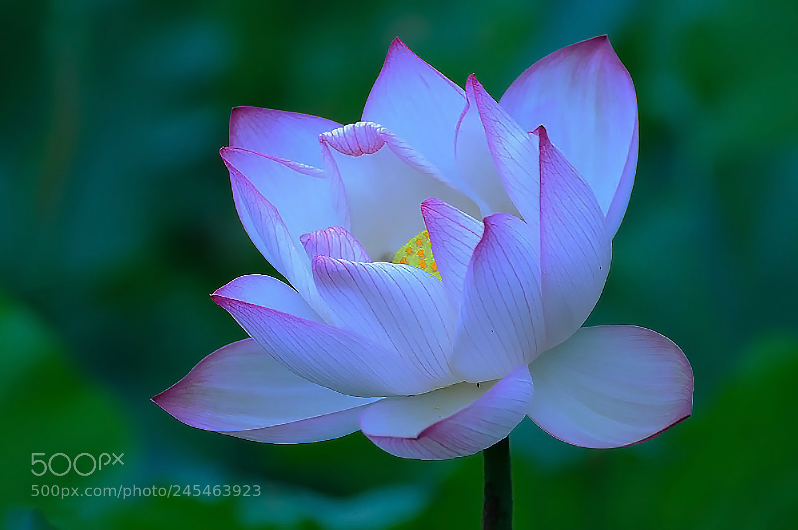 Nikon D90 sample photo. 花 photography