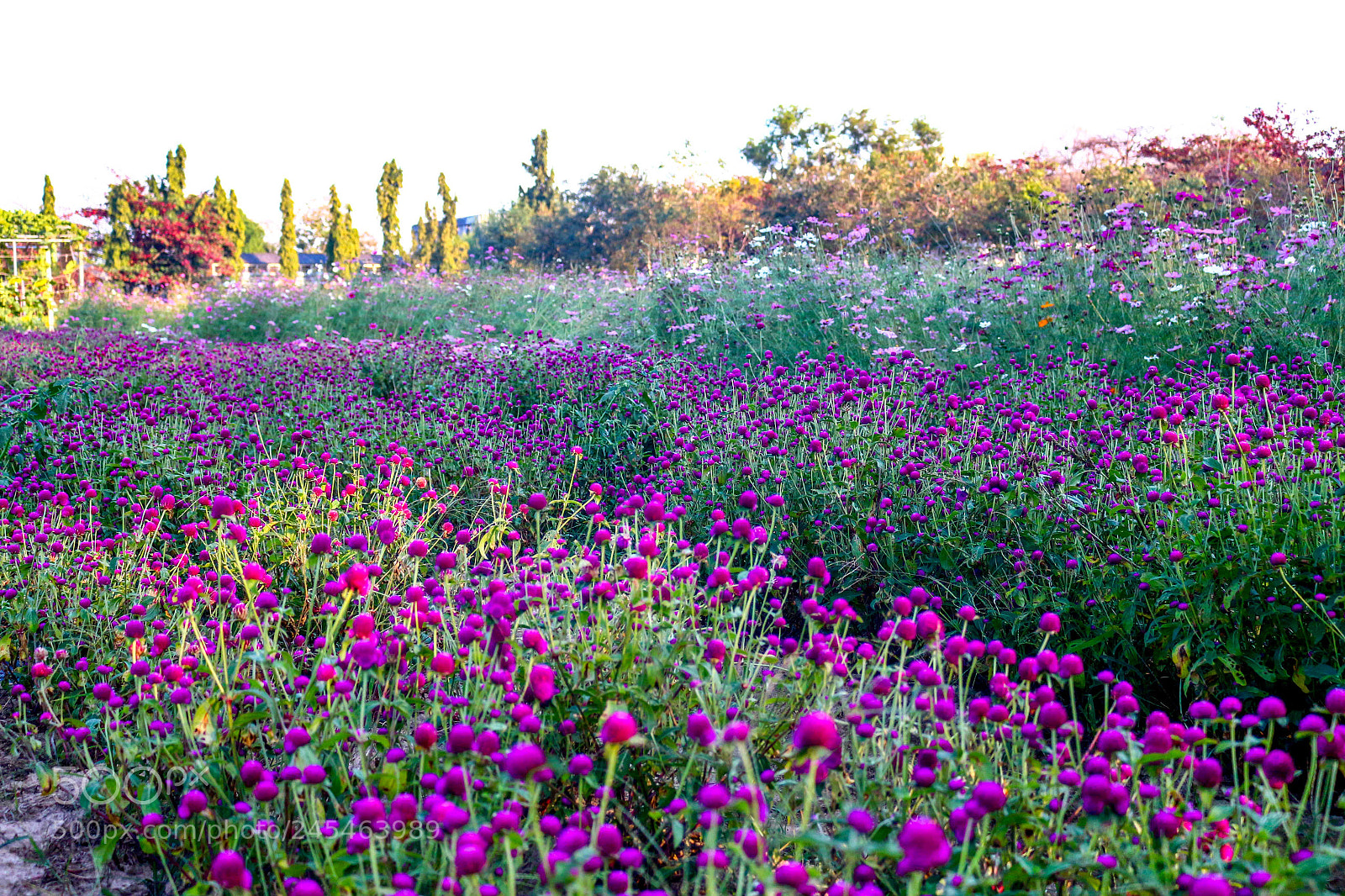 Canon EOS 700D (EOS Rebel T5i / EOS Kiss X7i) sample photo. Flower wave photography